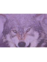 Professional Service Provider Lone Wolf Design & Signage Ltd
